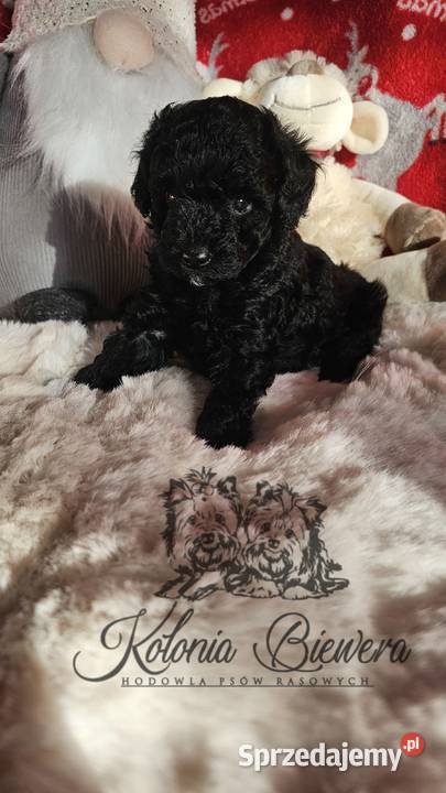 Piesek Pudel Miniaturowy rodzice pakiet badań Sędziejowice