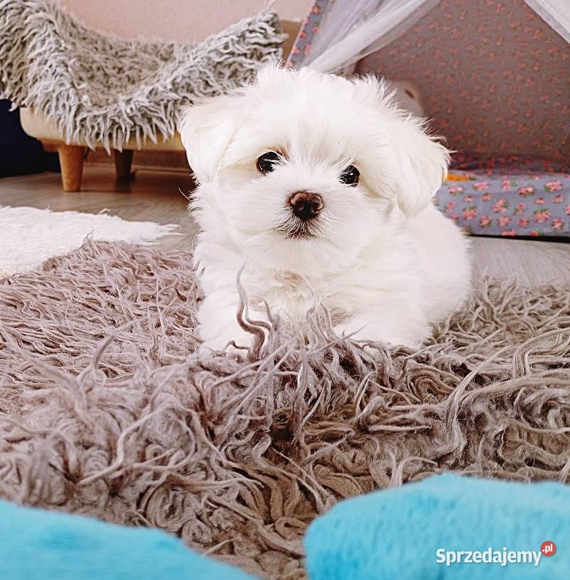 Maltańczyk szczenię suczka Racibórz