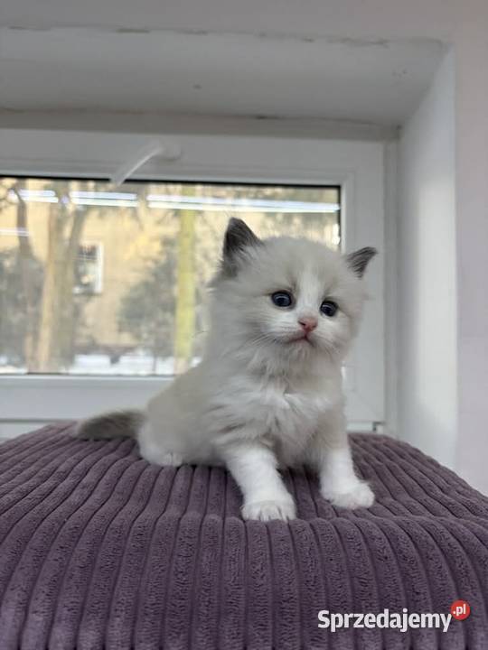 Kocięta Ragdoll z hodowli FiFeFLP Aleksandrów Łódzki