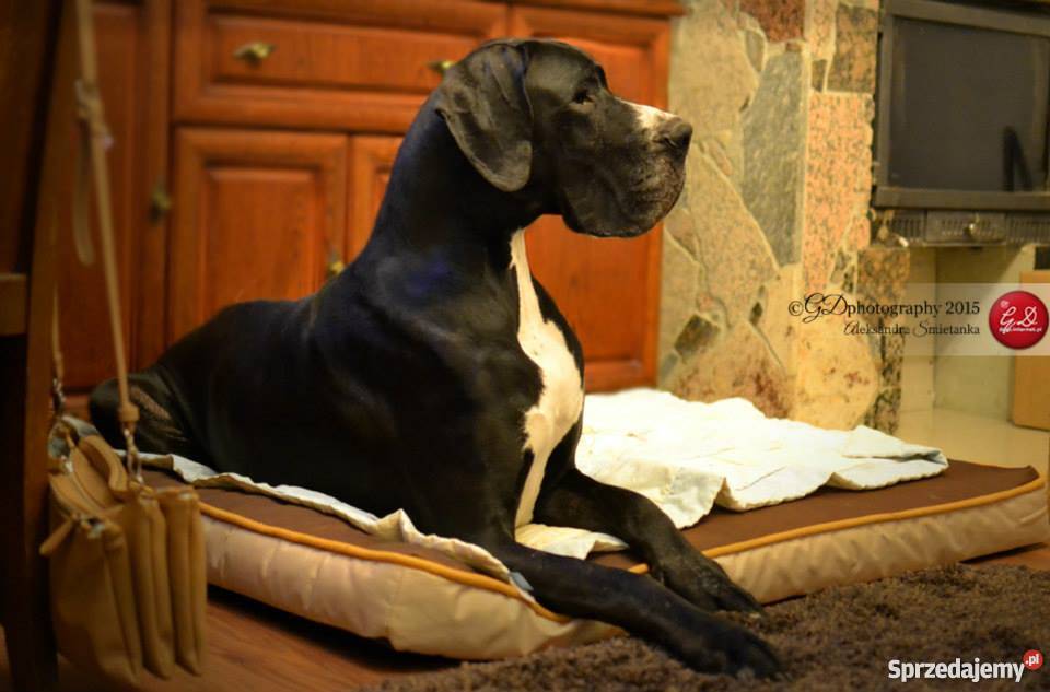 DOG NIEMIECKI szczenięta z rodowodem ZKwP Warszawa sprzedam