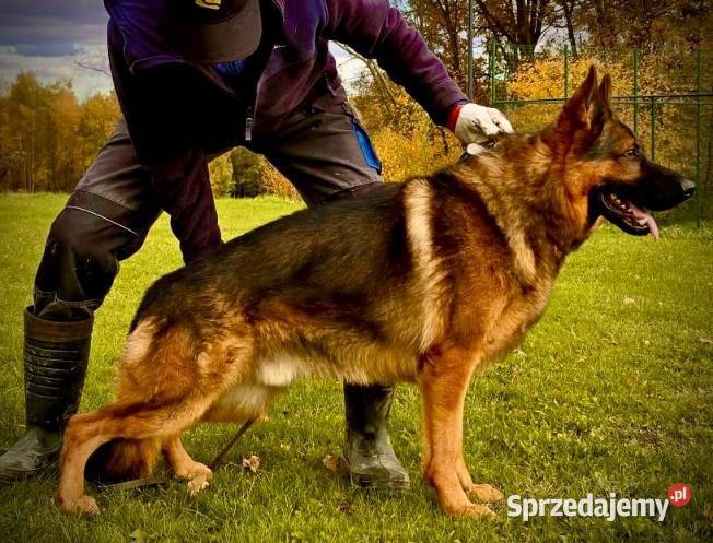 Owczarek niemiecki ZKwP FCI Brzezinka