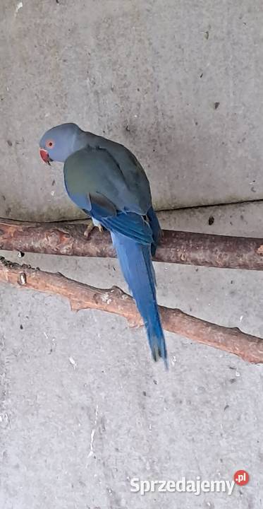 Aleksandretta Obrożna Bochnia