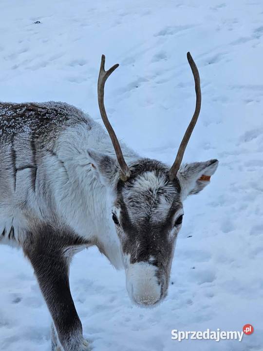 Sprzedam zamienię renifera Skandynawia Reindeer Łomża