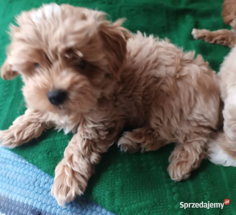 Sprzedam pieski rasy maltipoo z metryka małopolskie Andrychów sprzedam
