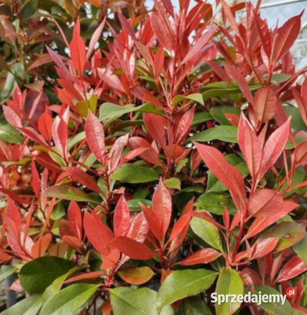 GŁOGOWNIK FRASERA Carre Rouge sadzonki w kujawsko-pomorskie Ustronie