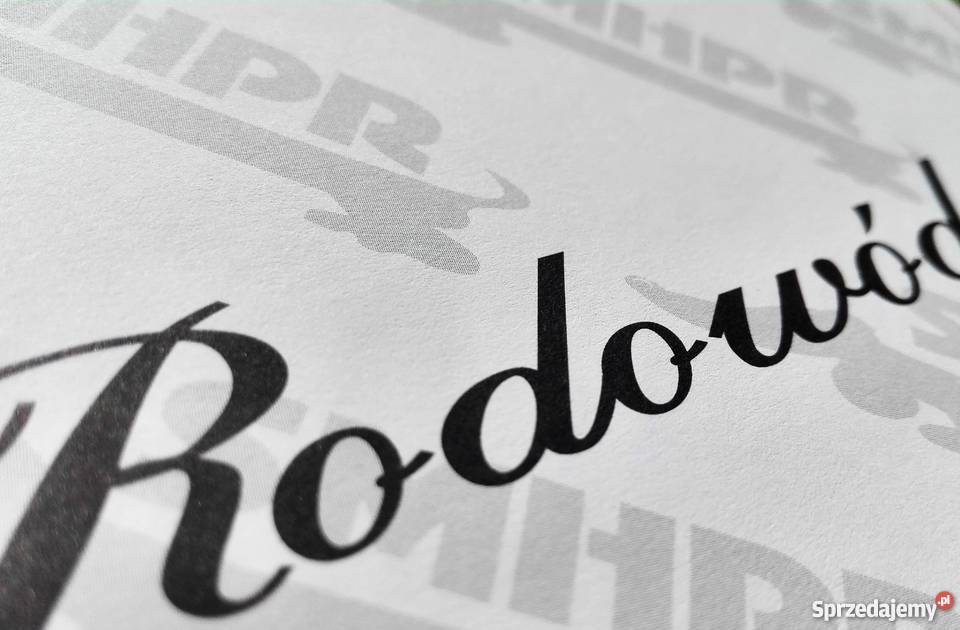 Szczeniak piękna suczka Shar Pei