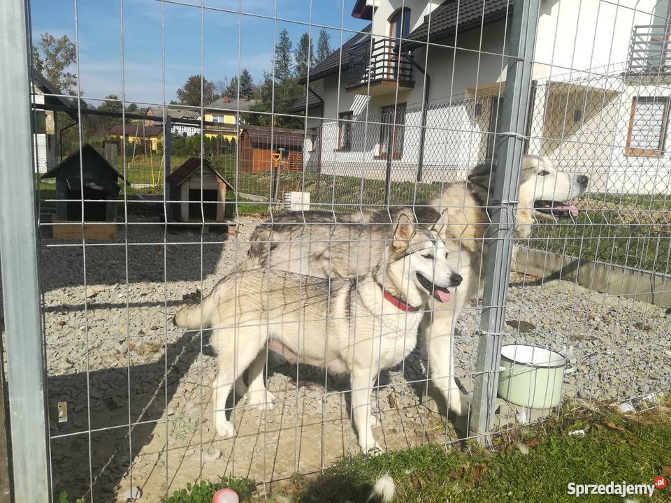 Szczeniak Alaskan Malamute podkarpackie Błażowa