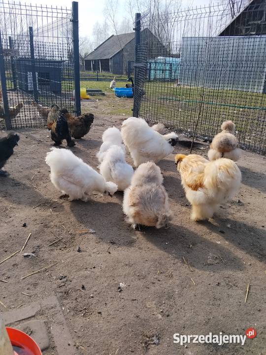 Jaja lęgowe Silka mix kolorów Tarnobrzeg