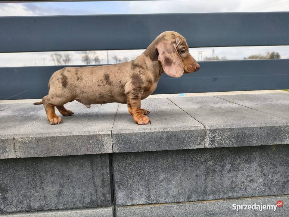 Jamnik Dackel dachshund choco merle Żychlin
