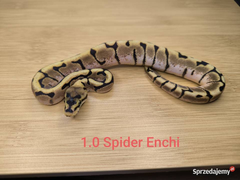 Pyton królewski Enchi Spider sprzedam