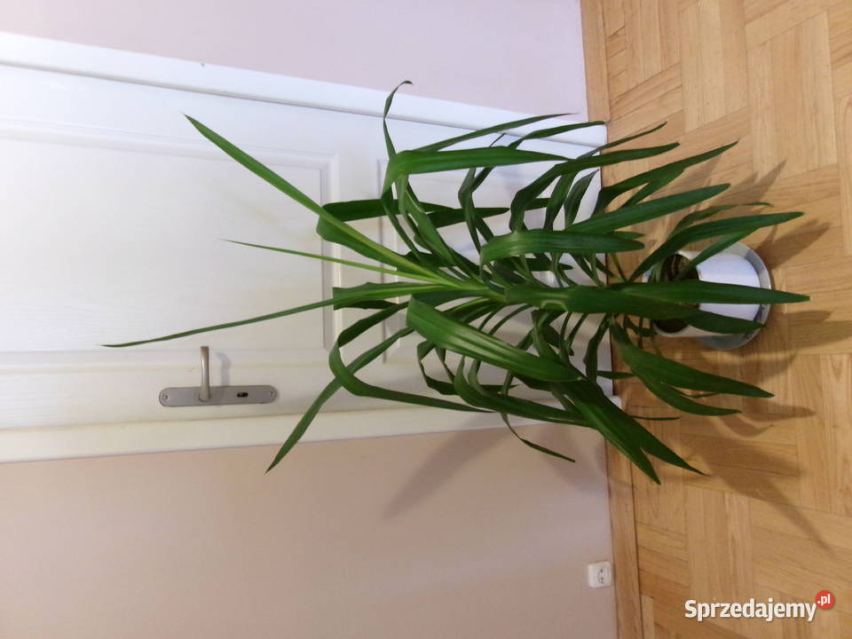 Kwiat doniczkowy Dracena duży 130 Legionowo