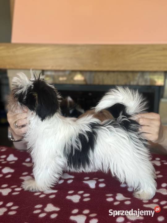 Piesek Lhasa Apso kuzyn Shih Tzu GOTOWY DO Shih Tzu