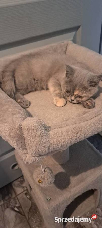 Kotka brytyjska dolnośląskie Wrocław