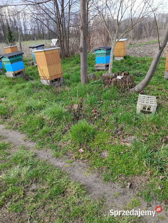 Sprzedam pszczoły rodziny pszczele sprzedam