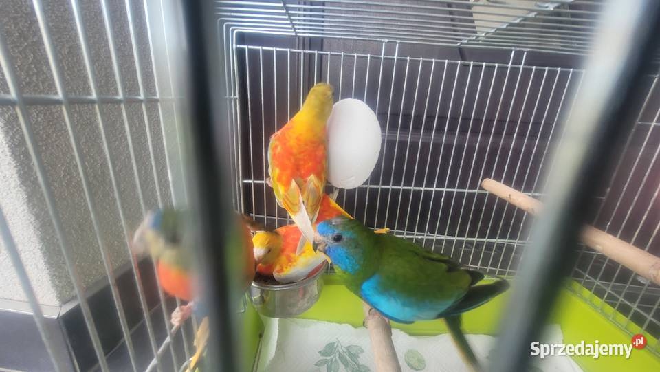 Papugi łąkówki turkusowe małopolskie sprzedam