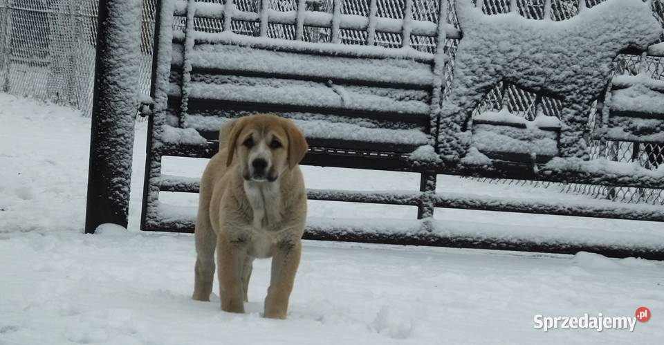 Owczarek Środkowoazjatycki Konin