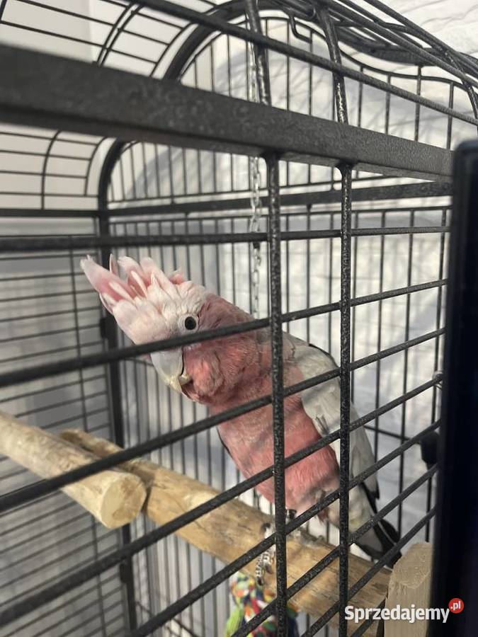 kakadu rózowa pomorskie Malbork