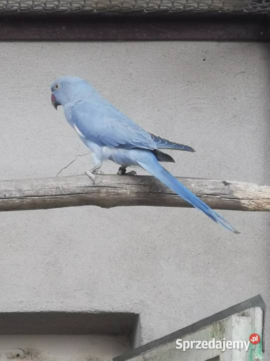 Aleksandretty obrożne kujawsko-pomorskie Rypin sprzedam