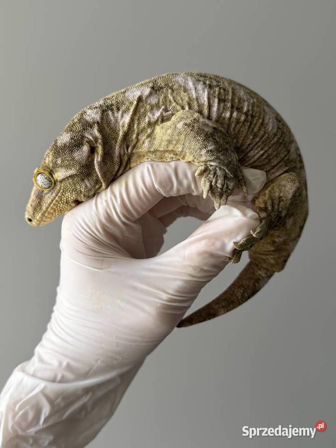 Gekon olbrzymi samica 2023 180 gram Głogów