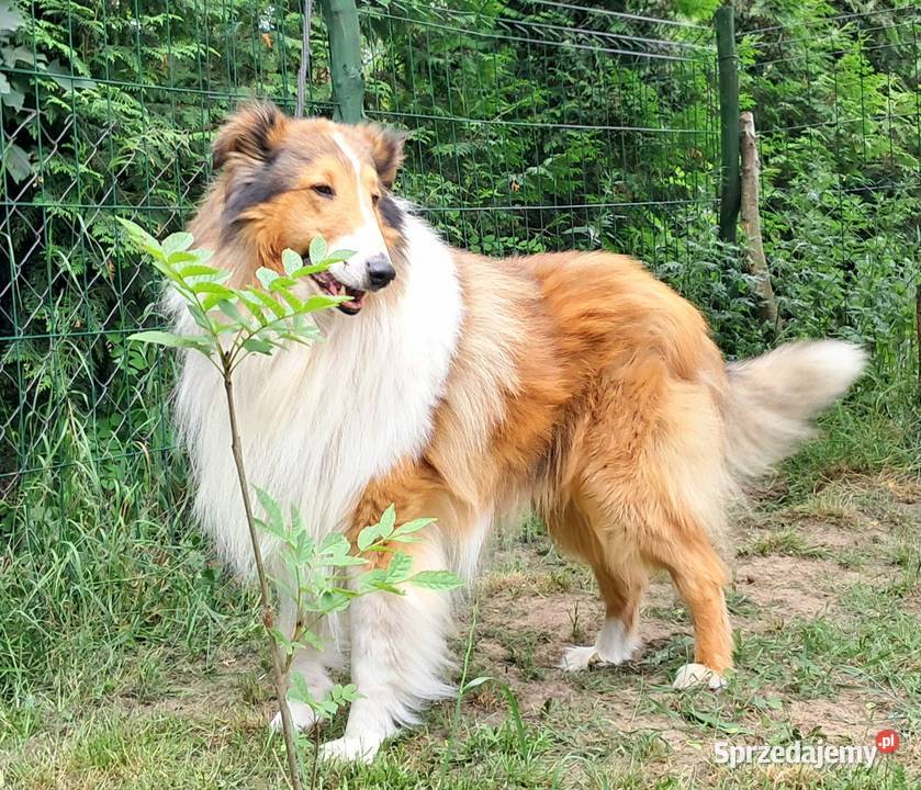 Owczarek szkocki Collie długowłosy szczeniaczki Bełchatów