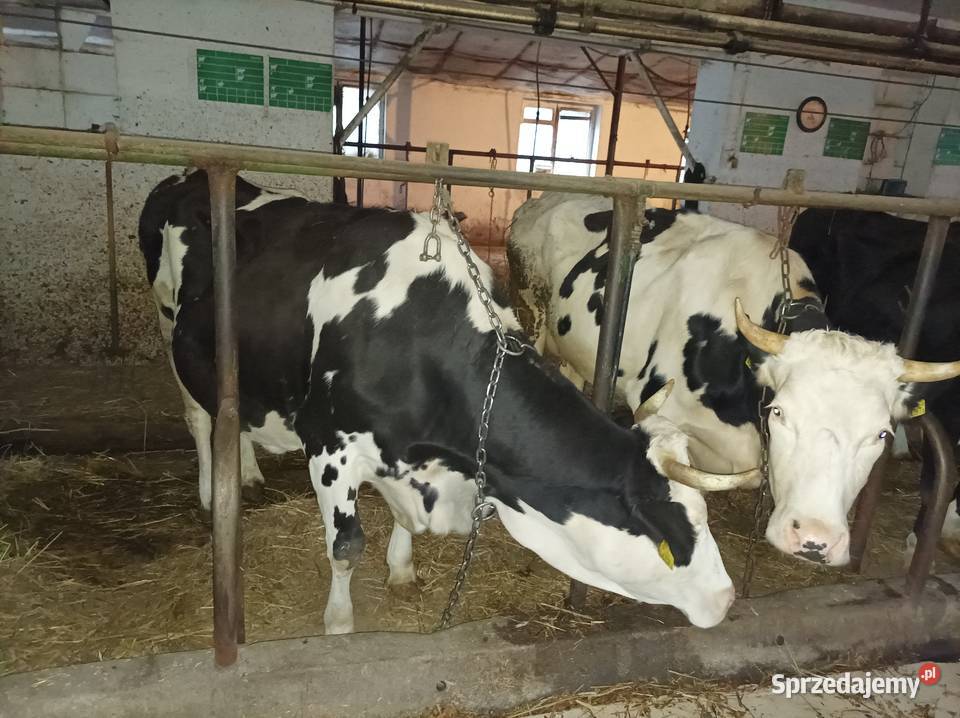 Likwidacja stada krów jałowek Bydło mleczne Zduny sprzedam