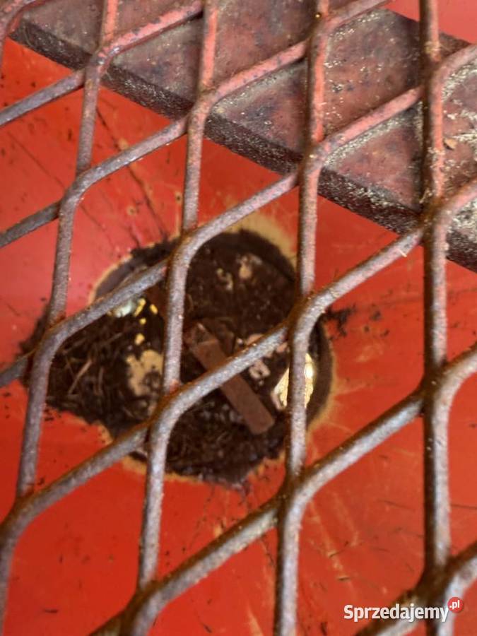 Rozsiewacz Nawozu Rauch ZSB 900 nie amazone nieuszkodzony Godziesze Wielkie sprzedam