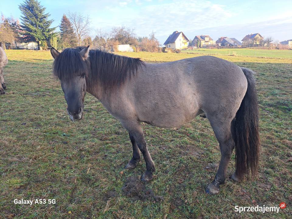 Konik polski klacz programowa źrebna małopolskie Tłuczań