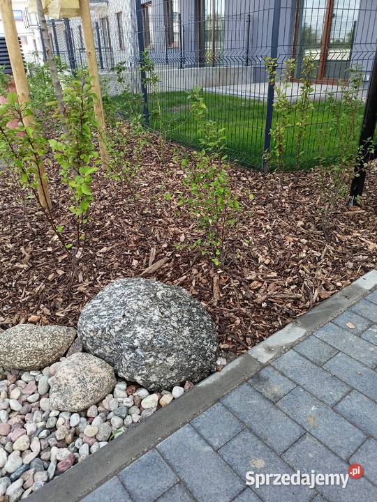 Zrębki Zrębka Leśna na podsypkę kompostowa Chmielno