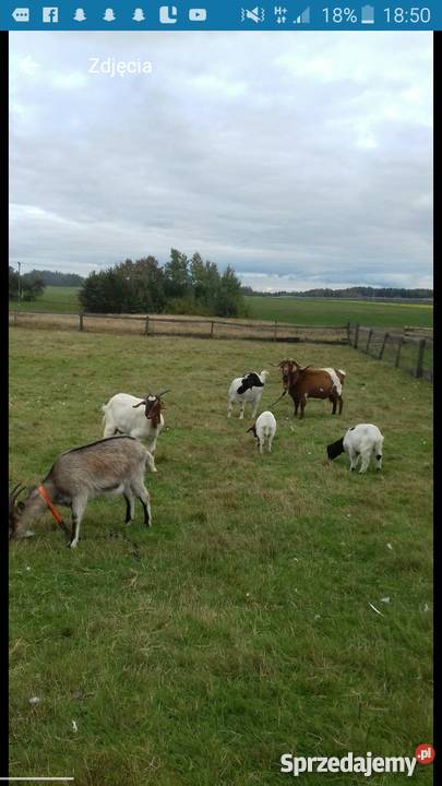 Kozy burskie stado pomorskie Sierakowice