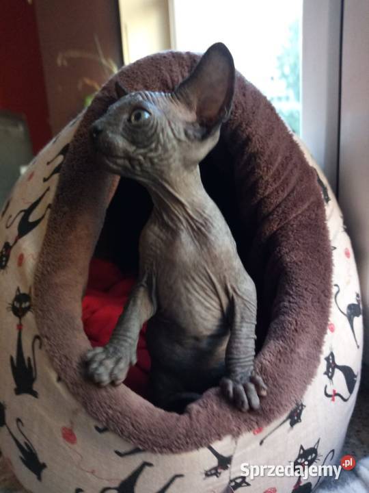 Luna Gloria i Staś Czarne Kocięta kotki i Sosnowiec