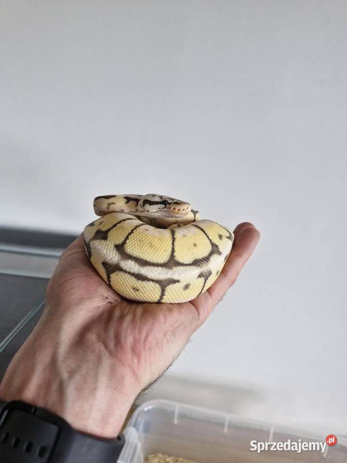 Pyton Królewski killerbee Toruń