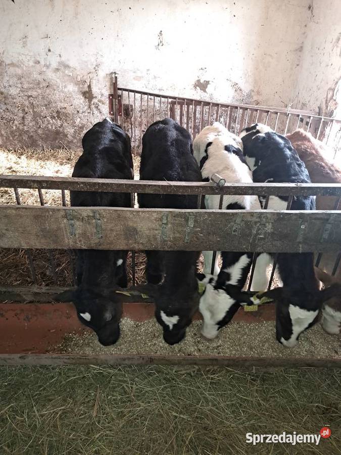 Cielaki jałówki byczki żeruny Skórcz