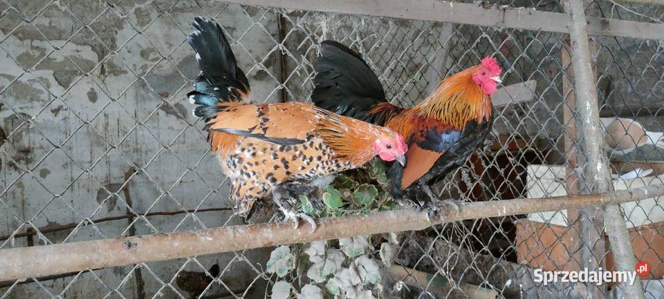 Kury karzełki liliputki Tokarówka