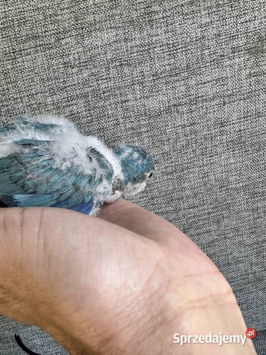 Papużki kolorowe ręcznie karmione Zasań