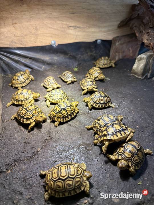 Żółwie lamparcie Jeżów Sudecki sprzedam