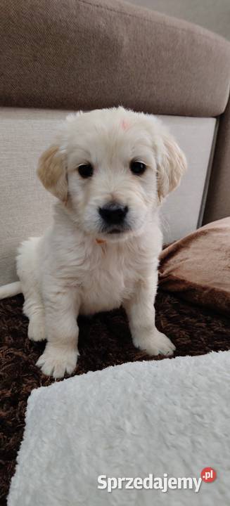 Szczeniaczki Golden Retriever Golden Retriever Kuchary