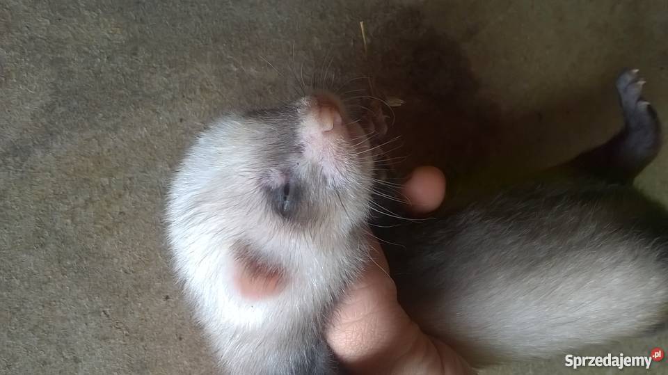 młode fretki Miejsce Piastowe