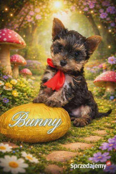 YorkShire Terrier szczenięta śląskie Katowice