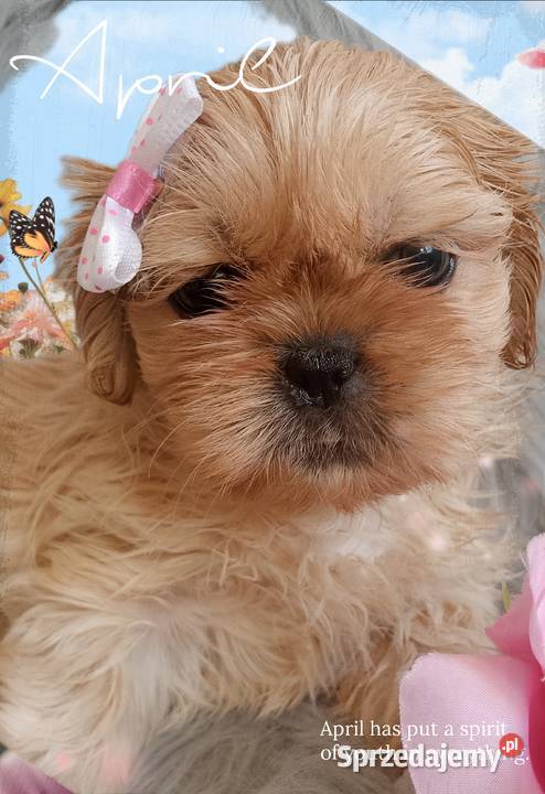 Do odbioru śliczna suczka rasy ShihTzu sprzedam