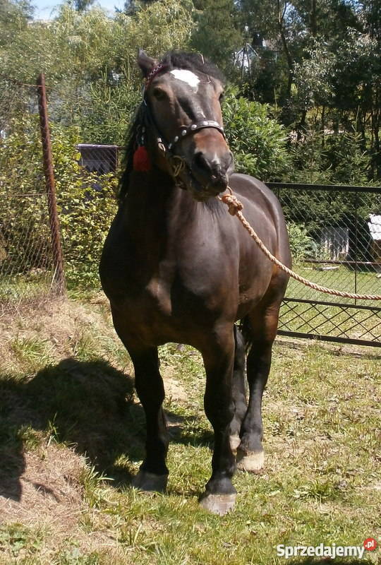 KOŃ WAŁACH Pozostałe Jordanów