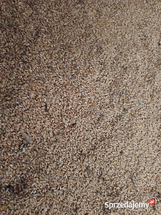 Sprzedam Żelazowa Wola