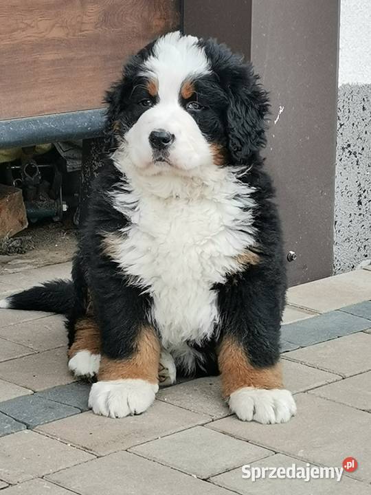 Berneński pies pasterski szczeniak Brudzewice