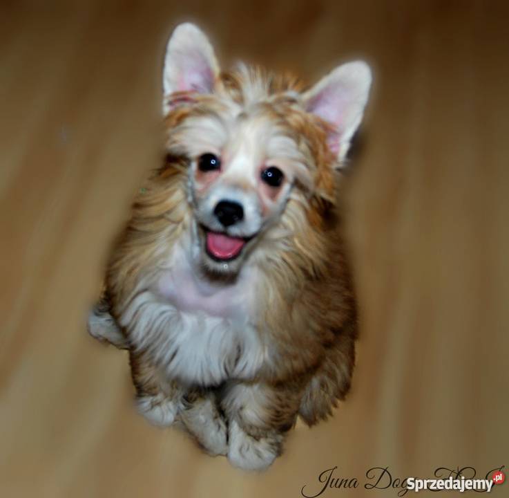 Chiński Grzywacz morelowa suczka Powderpuff Łódź