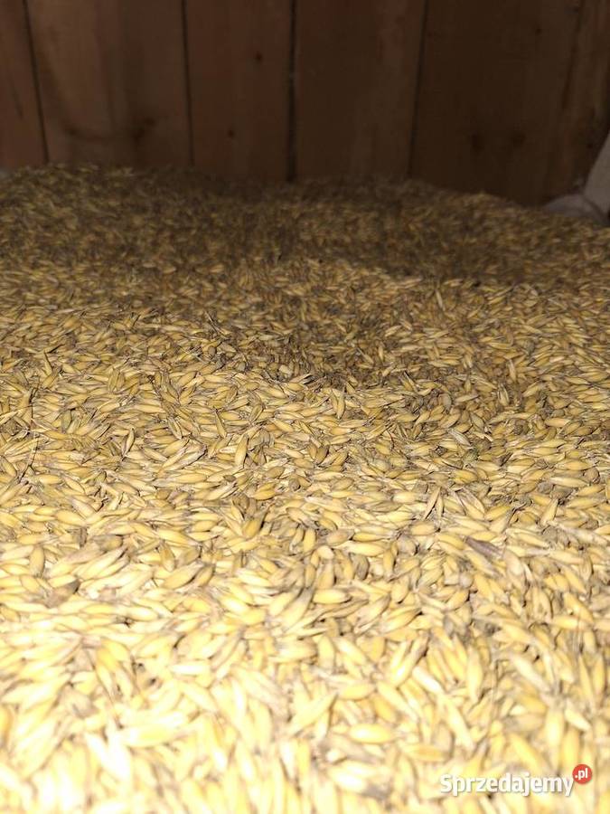 Owies oczyszczony małopolskie Ołpiny sprzedam