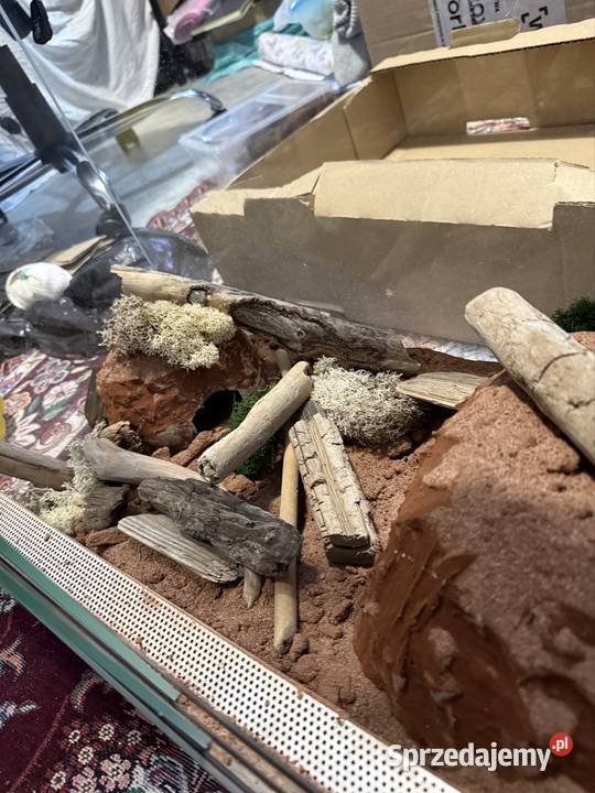 Wąż Pyton królewski Piebald Pied SMILE cb21 pomorskie