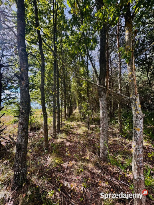 Drygały piękna działka 14 ha w otoczeniu lasów i sprzedam