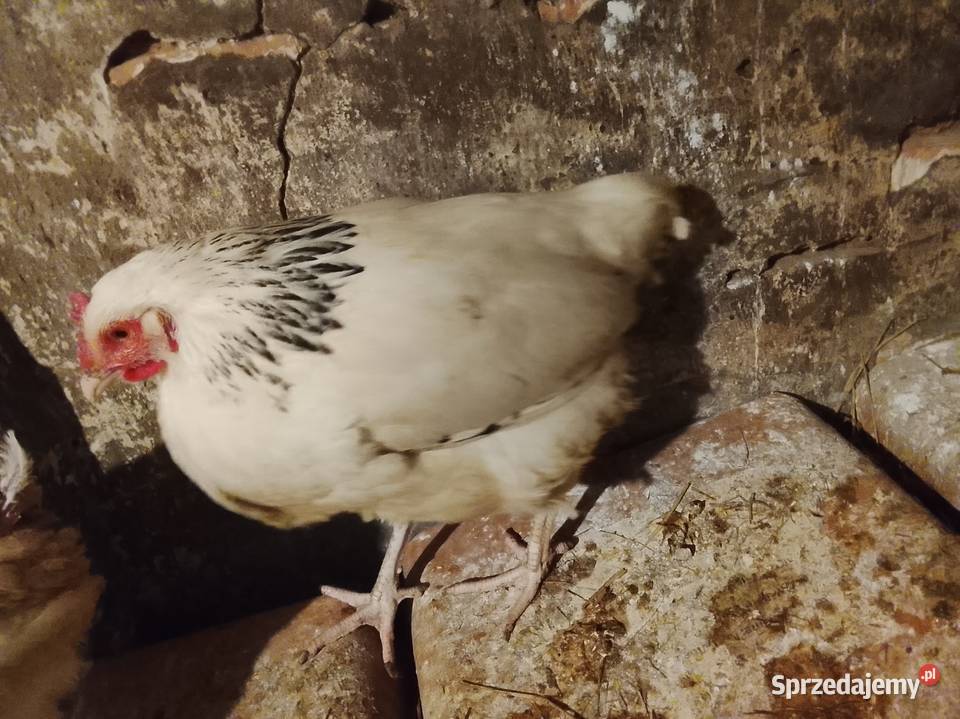 Młode kury rasy sussex lubuskie Brzeźno sprzedam