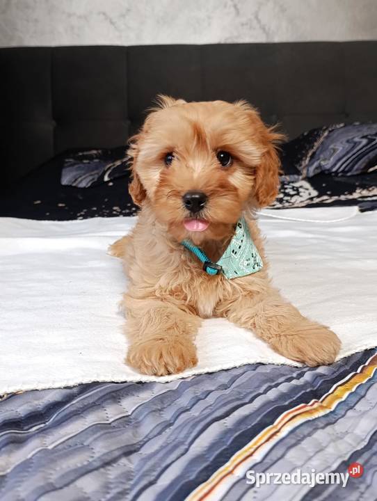Suczka Cavapoo Szczaworyż