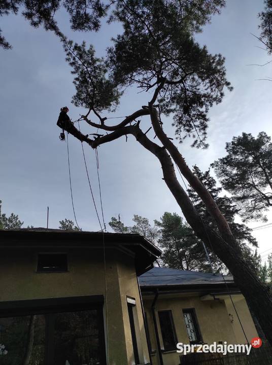 Rębak spalinowy Alpinistyczne wycinki drzew mazowieckie Raszyn