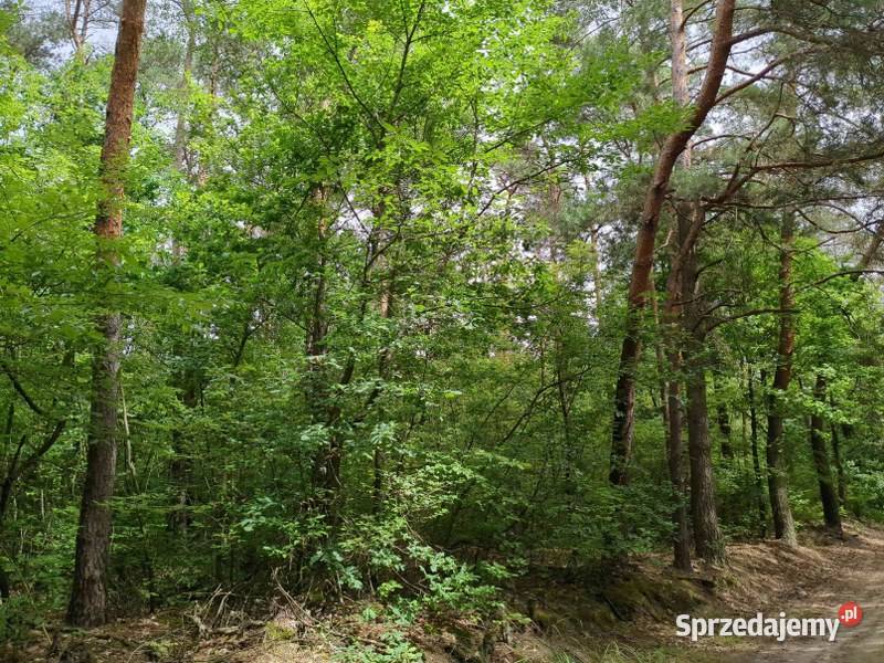 Udział w nieruchomości gruntowej syndyka Nieborzyn